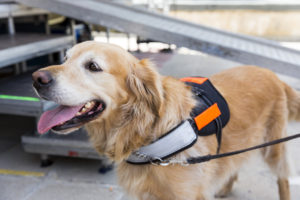 An assistance dog is trained to aid or assist an individual with a disability